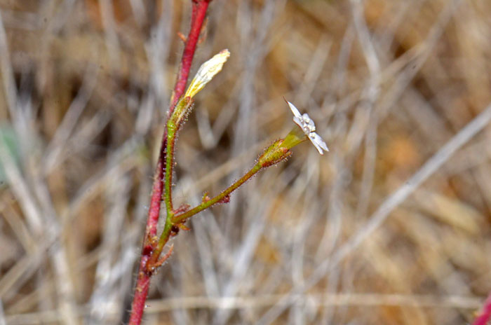 Gilia stellata, Star Gila